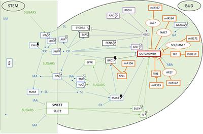 Photocontrol of Axillary Bud Outgrowth by MicroRNAs: Current State-of-the-Art and Novel Perspectives Gained From the Rosebush Model